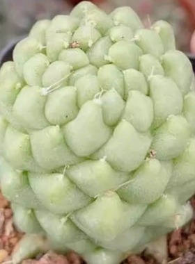 仙人球组合盆栽多肉植物绿植花卉