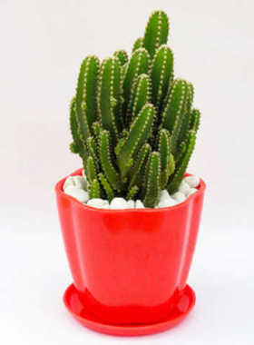 万重山套餐多肉植物仙人球盆栽