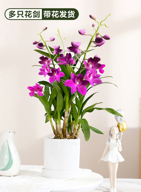 摆件水培植物香水石斛兰盆栽花苞