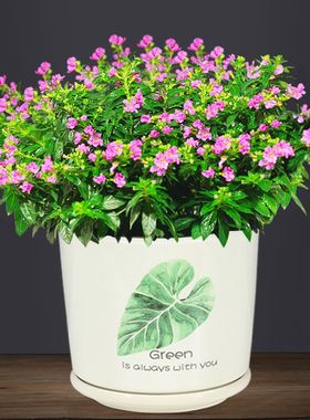 绿植盆栽花卉摆件带花苞满天星