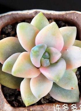 美人锦肉肉单头覆轮锦多肉盆栽