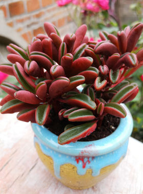 红背椒草多肉植物组合花卉室内外