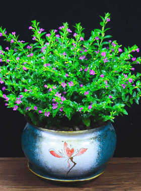 室内满天星盆栽苗四季开花易活