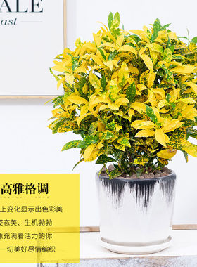 黄色净化空气洒金木阳台绿植盆栽