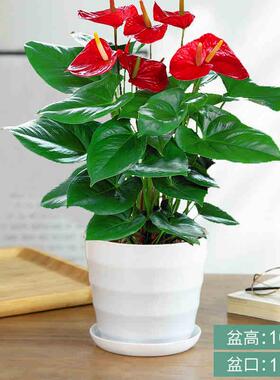 红掌盆栽绿植物四季观赏摆件