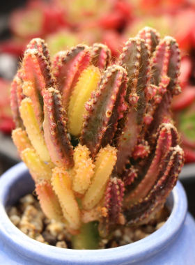 猪猪园艺多肉植物彩盆栽绿花卉