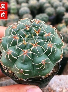 蓝棱柱毛柱净化空气好耐干仙人柱