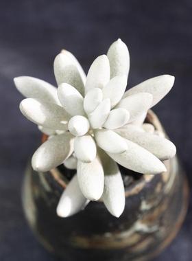 室内阳台白的多肉银月好养