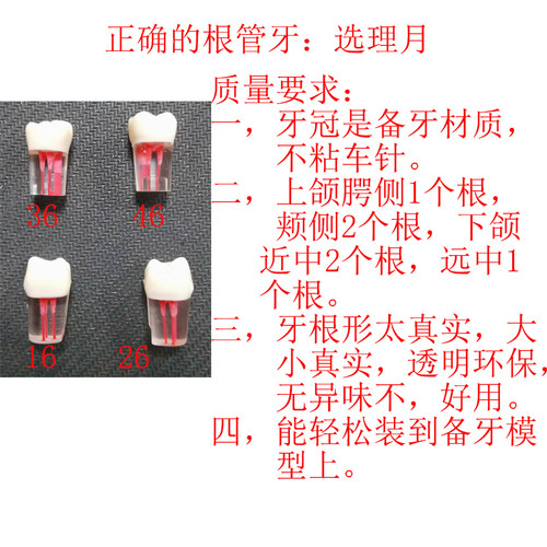 牙科材料根管牙带根管树脂带牙粒开髓腔牙髓考试离体牙专用牙 - 图0