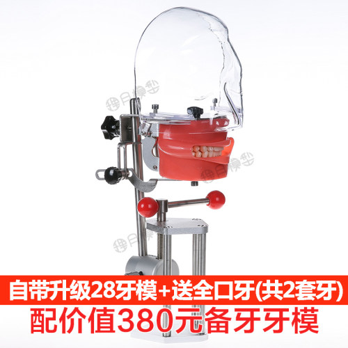 牙科材料口腔备牙模型器械工具离体牙备牙种植树脂牙简易仿真头模 - 图0
