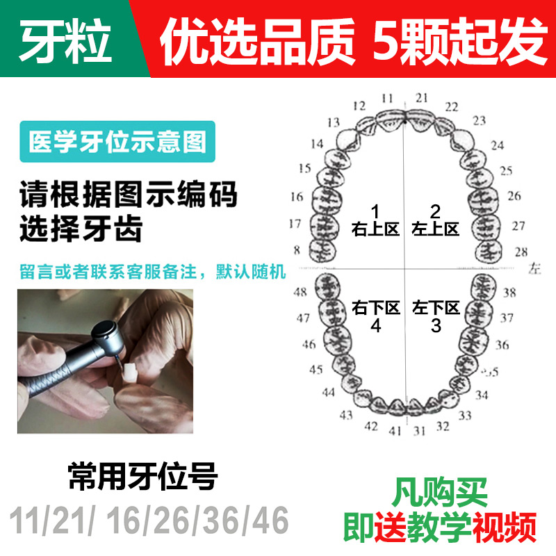 口腔仿真头模树脂牙粒备牙标准考试专用牙模离体牙开髓牙齿牙模型-图0