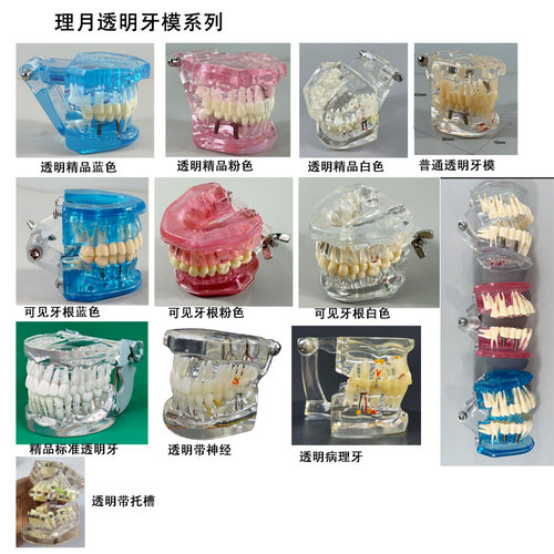 牙齿模型牙科口腔备牙透明种植牙模假牙刷牙全口可拆软牙龈树脂牙 - 图2