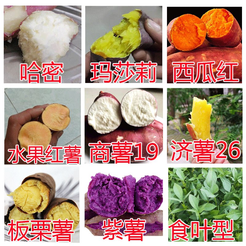 红薯苗板栗黄心秧济薯26藤蛋黄心包邮高产地瓜番薯原种脱毒种植藤