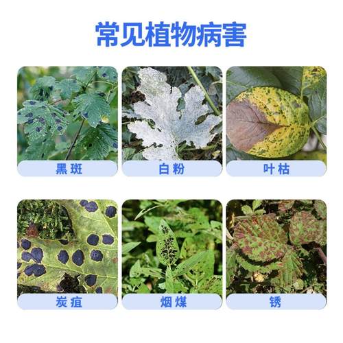 植物菌立清杀菌剂通用免稀释微生物菌剂盆栽绿植抑菌营养液花肥料 - 图2