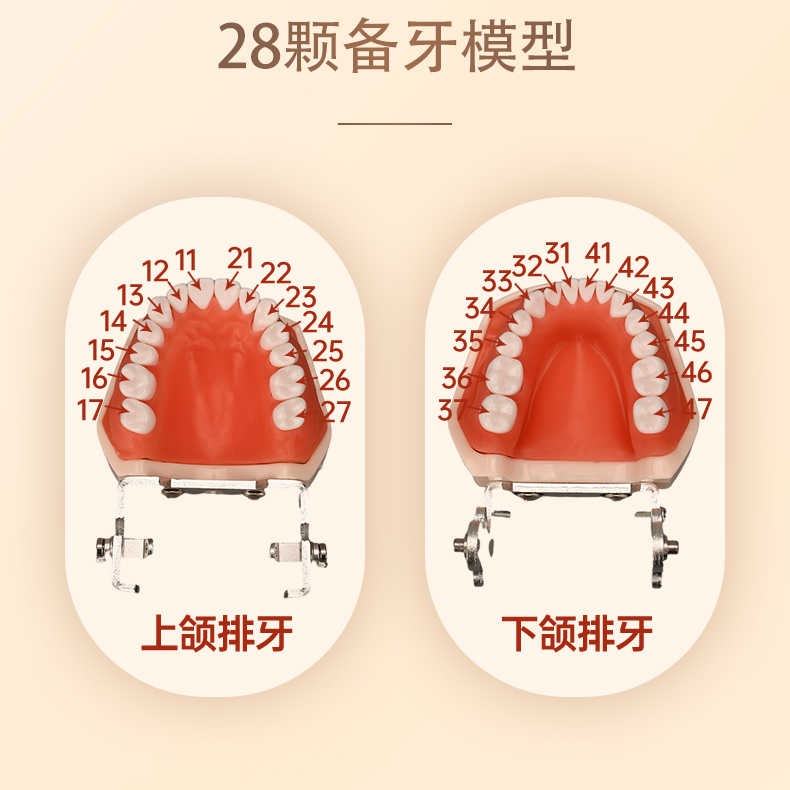 牙齿模型口腔牙科模具医生练习考试树脂缝可拆卸离体标准假备牙-图0