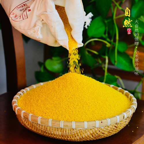 山东沂蒙山农家新小米香糯粘食用黄小米食品小黄米小米粥五谷杂粮 - 图1