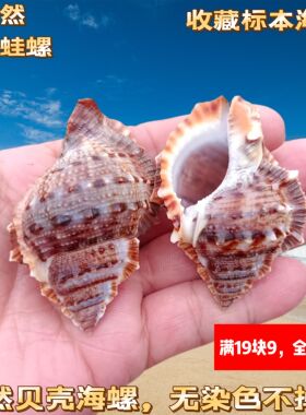 天然海螺丽珠蛙螺贝壳鱼缸水族造景家居橱窗装饰摆件寄居蟹替换壳