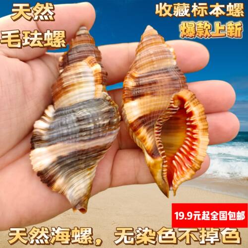 毛法螺 天然海螺贝壳毛嵌线螺稀有标本收藏鱼缸造景寄居蟹替换壳 - 图0