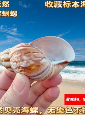天然海螺贝壳大蜗牛螺大海螺寄居蟹壳鱼缸家居收藏装饰海洋摆件