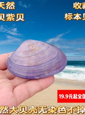 天然海螺紫色贝壳 双壳紫蛤 鱼缸水族造景 家居收藏摆件 创意礼物