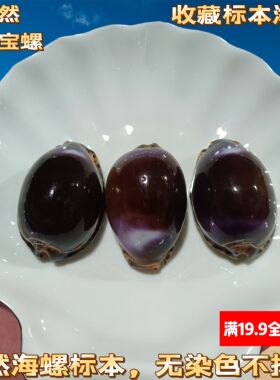 紫色宝螺天然稀有海螺贝壳标本收藏鱼缸水族造景装饰墙贴橱窗设计