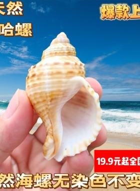 天然海螺那哈海螺贝壳手工diy装饰品卷贝鱼寄居蟹壳鱼缸造景珊瑚