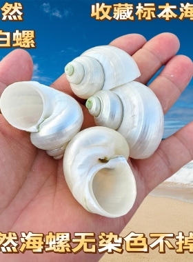 天然贝壳海螺去皮螺白色手工寄居蟹替换壳卷diy窝鱼缸水族造景