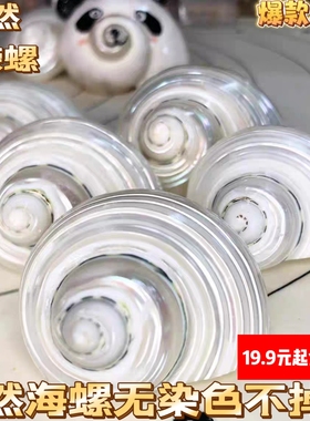 天然海螺贝壳去皮银口螺寄居蟹替换壳鱼缸造景装饰摆件卷贝鱼繁殖