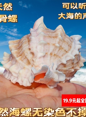 卷贝鱼寄居蟹替换壳天然贝壳大粉红骨螺听风海螺多肉花盆鱼缸造景