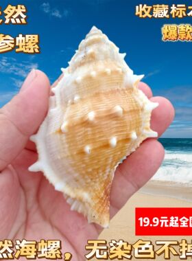 海参螺天然海螺贝壳鱼缸水族造景家居橱窗装饰摆件寄居蟹替换壳