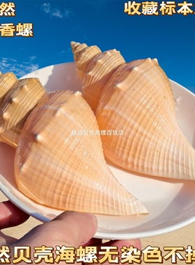 天然海螺贝壳黄色河村长香螺火炬长旋螺鱼缸造景装饰品家居收藏