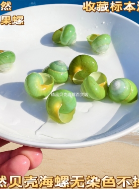 绿苹果蜗牛 天然贝壳海螺稀有收藏标本螺壳自然颜色寄居蟹替换壳