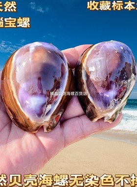 【可视频看实物】【精心打磨上油】天然无染色紫色宝螺4-8厘米