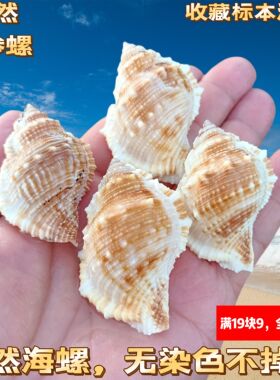 天然海螺贝壳海参螺水族造景婚庆家居地台地中海橱窗装饰优选礼物