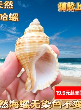天然海螺那哈海螺贝壳手工diy装饰品卷贝鱼寄居蟹壳鱼缸造景珊瑚