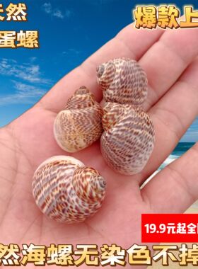 天然海螺贝壳寄居蟹替换壳鸟蛋螺鱼缸水族箱造景装饰厂家直销包邮