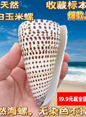 白色玉米螺高贵芋螺鱼缸装饰品造景摆件收藏天然的海螺贝壳海螺壳