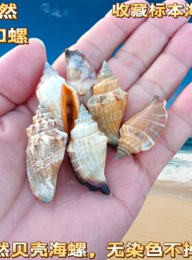 铁斑凤凰螺天然海螺贝壳收藏鱼缸水族馆造景儿童手工礼物家居装饰