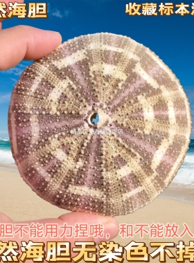 天然海螺贝壳绿海胆壳空凤海胆花盆多肉花盆创意灯罩外壳装饰摆件
