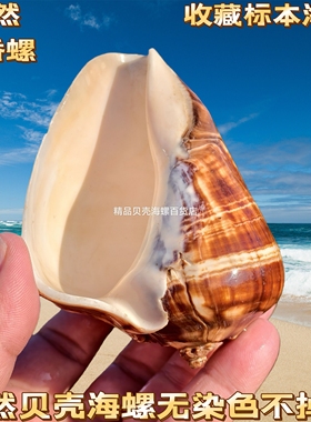 天然海螺贝壳黑玫瑰粉脂螺香螺鱼缸水族造景家居摆件寄居蟹替换壳