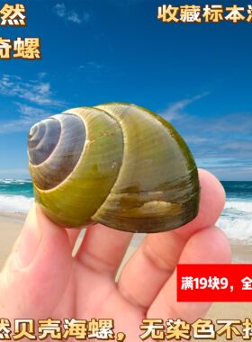 天然海螺贝壳绿苹果蜗牛壳鱼缸造景装饰各种蜗牛标本寄居蟹替换壳