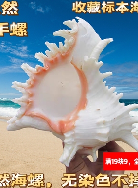 天然大海螺贝壳白麒麟螺家居摆件鱼缸造景水族箱装饰大贝壳海螺壳