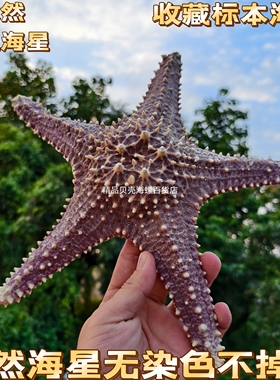 超大天然海螺贝壳干海星玩具标本观赏摆件家居装饰品造景拍摄道具