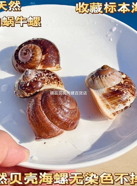 天然贝壳海螺鱼缸造景水族箱装饰寄居蟹卷贝鱼换壳收藏蜗牛壳标本