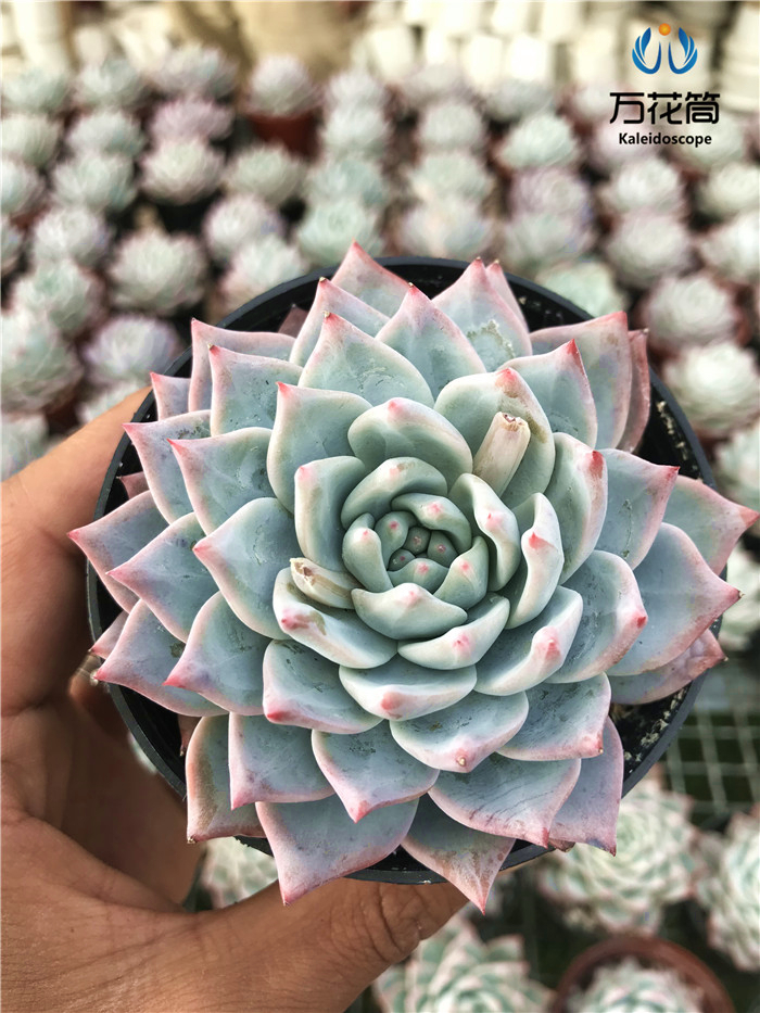 巨型多肉植物大株 粉蓝鸟 厚叶蓝鸟  精品多肉植物 室内盆栽花卉 - 图1