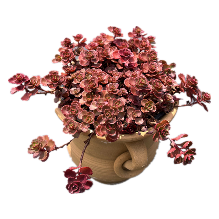 小球玫瑰多肉 包邮带盆发货 四季好养易度夏耐寒网红植物室内萌物,淘宝优惠券,粉丝福利购,淘宝优惠卷