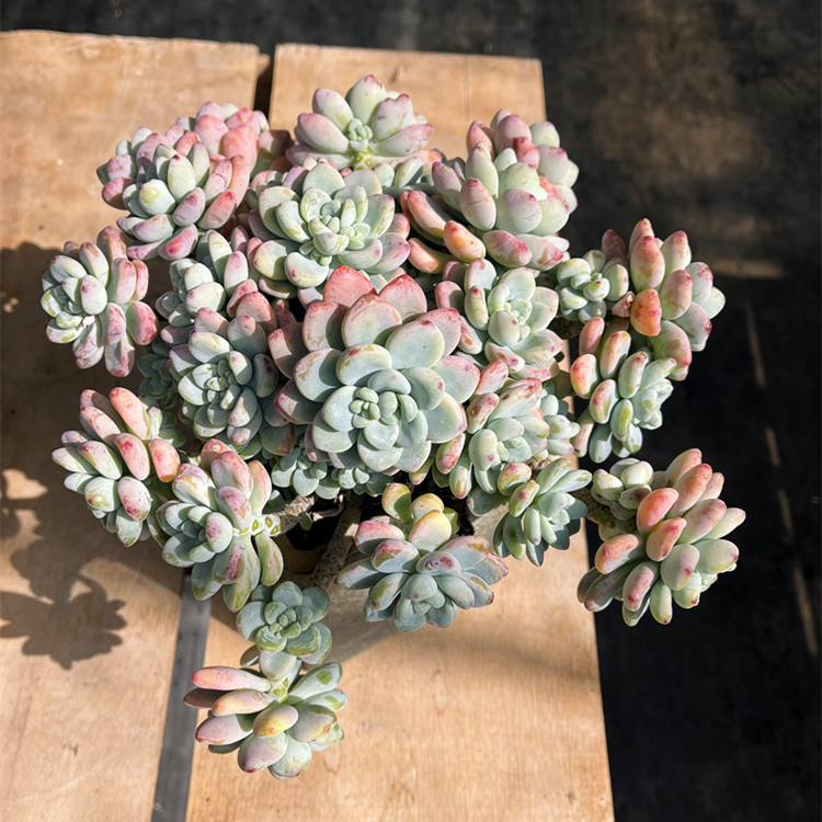 罗琦劳尔 云南清棚多肉植物大棵木质化老桩整桩群生新手练手好养,淘宝优惠券,粉丝福利购,淘宝优惠卷