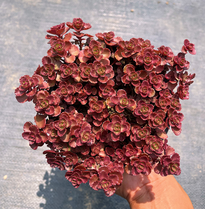 小球玫瑰多肉 包邮带盆发货 四季好养易度夏耐寒网红植物室内萌物,淘宝优惠券,粉丝福利购,淘宝优惠卷