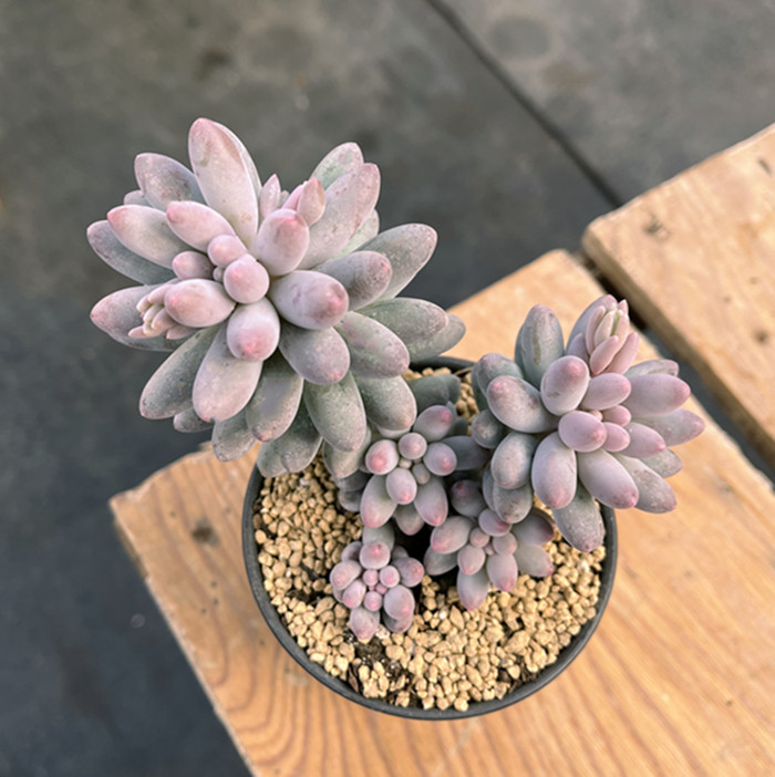 婴儿手指多肉 云南基地清棚包邮老桩群生超萌肥嘟嘟粉嫩多肉植物,淘宝优惠券,粉丝福利购,淘宝优惠卷