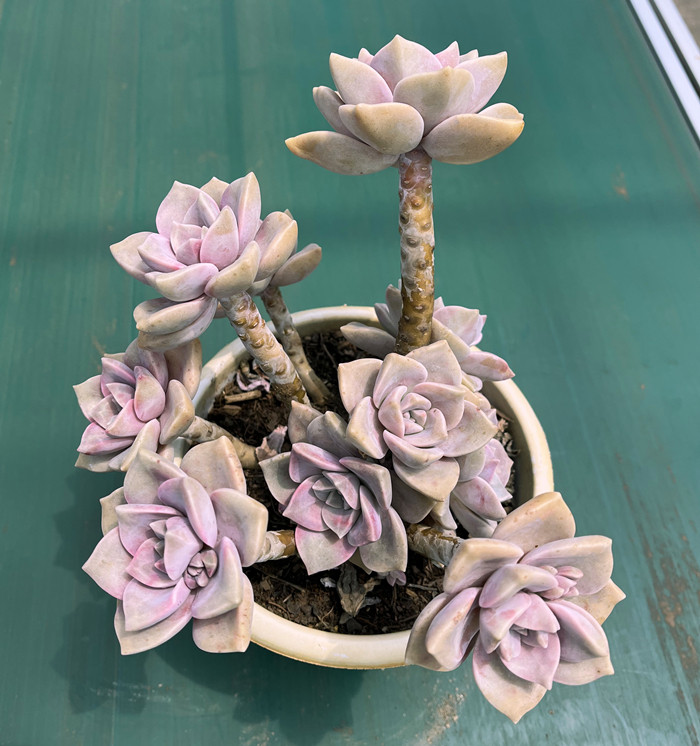 紫乐 黑腐包赔 群生大颗老桩多肉植物桌面阳台新手好养盆栽花卉,淘宝优惠券,粉丝福利购,淘宝优惠卷